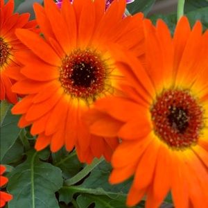 Meet your Posher, Stacey